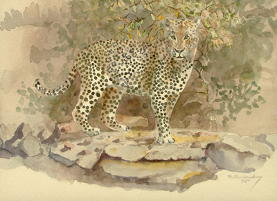 Bild Leopard von Uli Aschenborn
